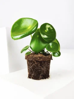 Peperomia Raindrop | Altura 25cm - Maceta 12cm