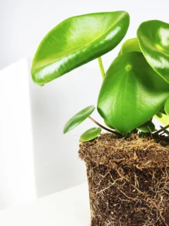 Peperomia Raindrop | Altura 25cm - Maceta 12cm