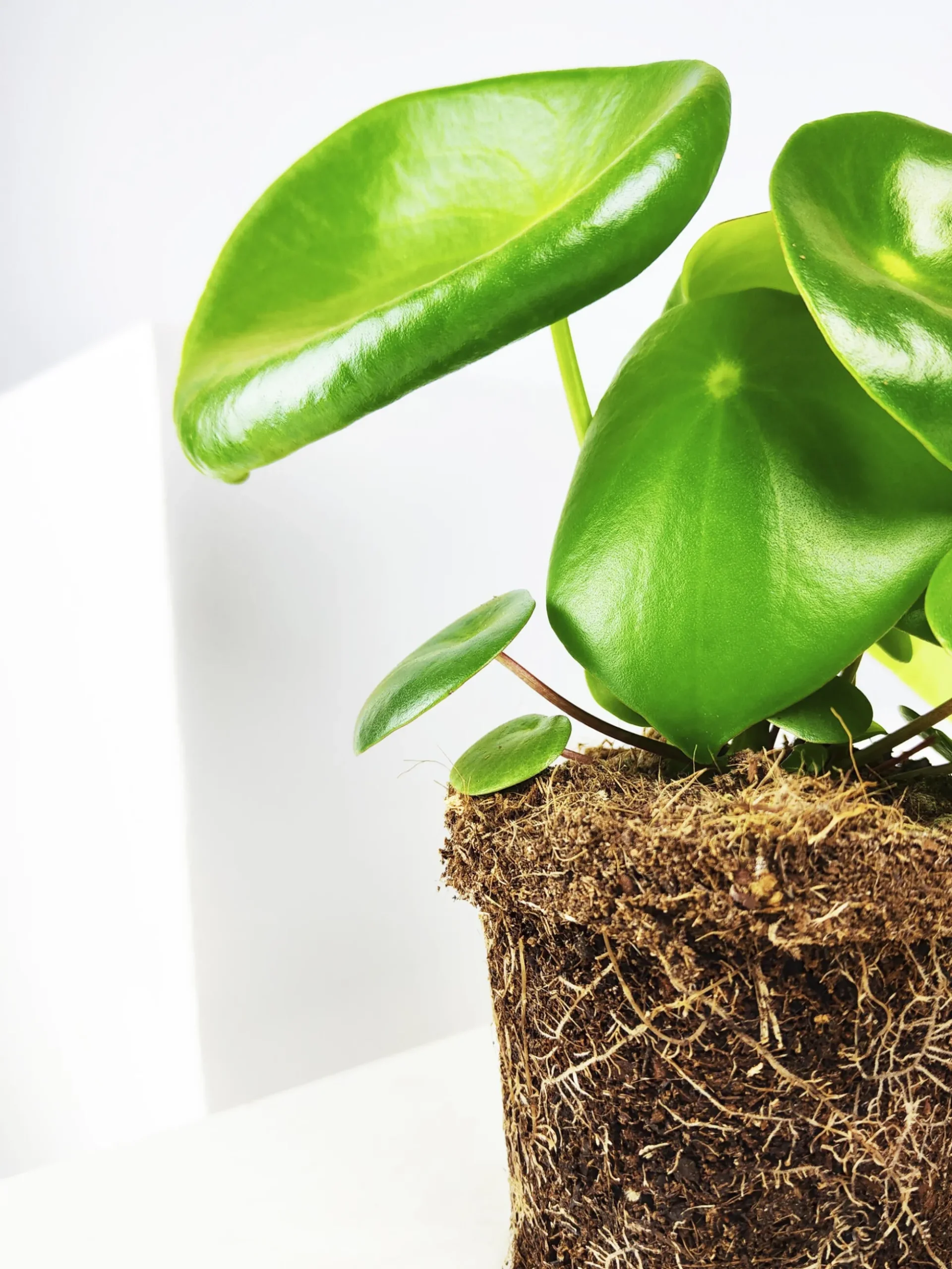 Peperomia Raindrop | Altura 25cm - Maceta 12cm