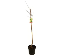 Peral Castell M25 130cm