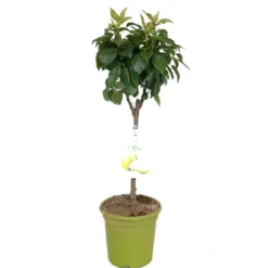 Peral Enano M26 120cm