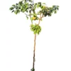 Peral Nashi Maceta 140CM