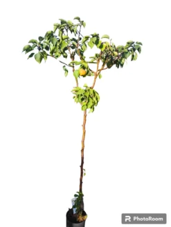 Peral Nashi Maceta 140CM