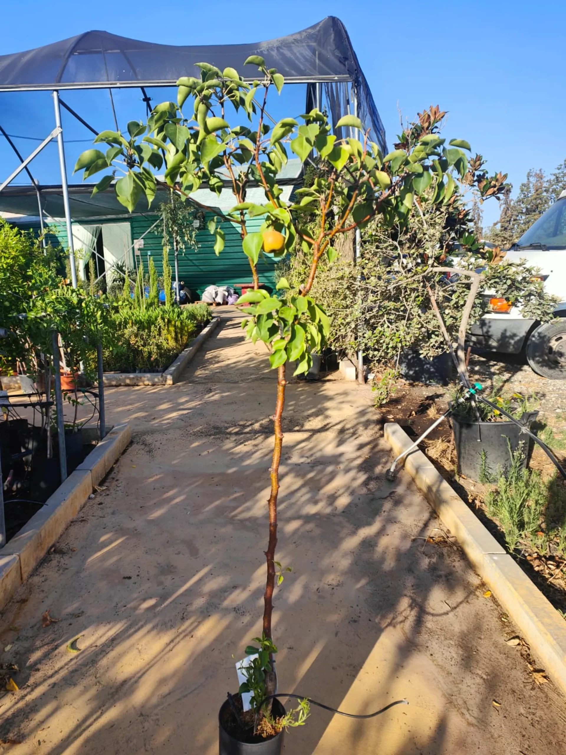 Peral Nashi Maceta 140CM