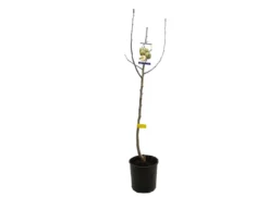 Peral Peretero M25 100cm