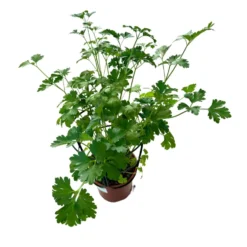 Perejil Planta Aromática Y Medicinal (petroselinum Crispum)