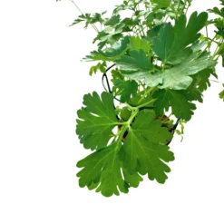 Perejil Planta Aromática Y Medicinal (petroselinum Crispum)