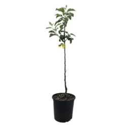 Pero De Cehegin M25 120-140cm
