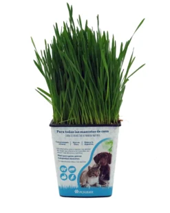 Petgrass. Hierba Para Gatos Natrural En Maceta 1 Litro