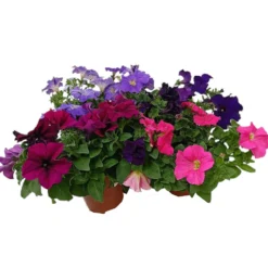 Petunia M13