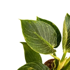 Philodendron Birkin, La Planta De Interior Preferida Por Los Diseñadores De Interiores