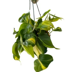 Philodendron Brasil Variedad De Philodendron Con Hojas Variegadas En Color Lima