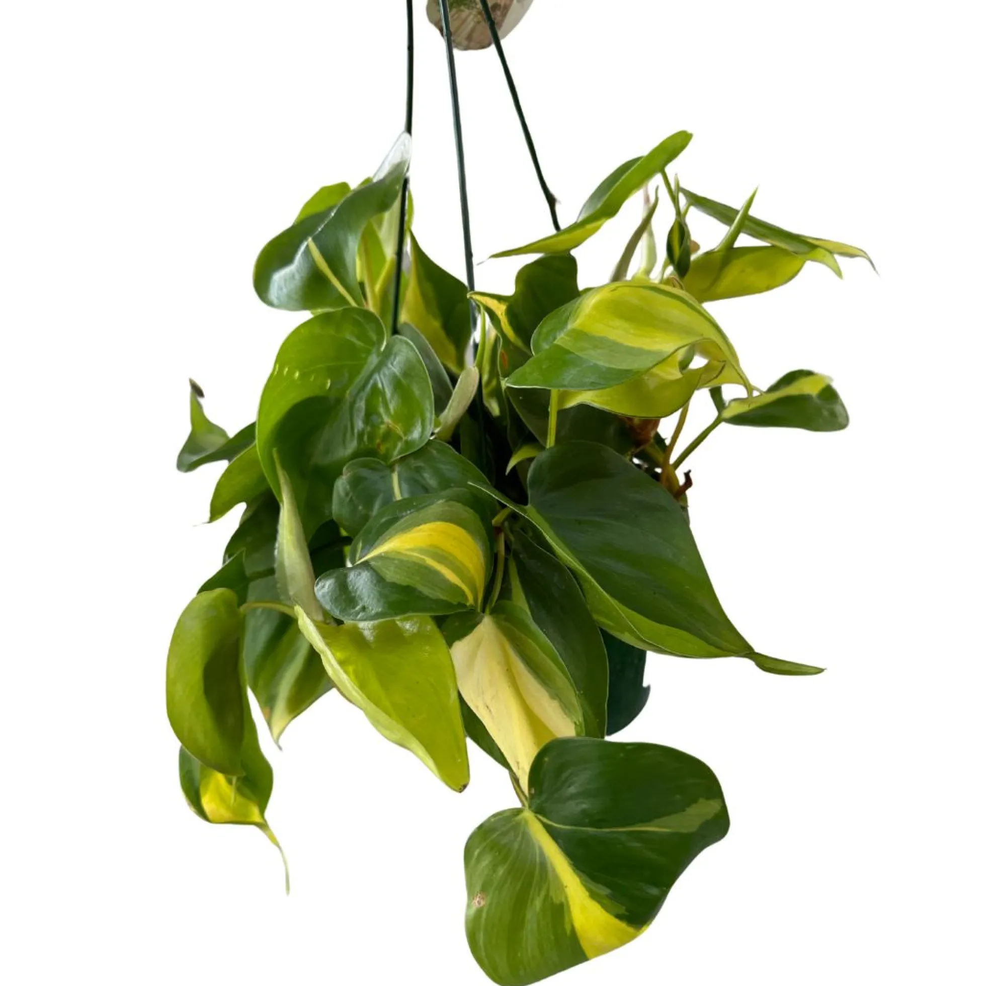 Philodendron Brasil Variedad De Philodendron Con Hojas Variegadas En Color Lima
