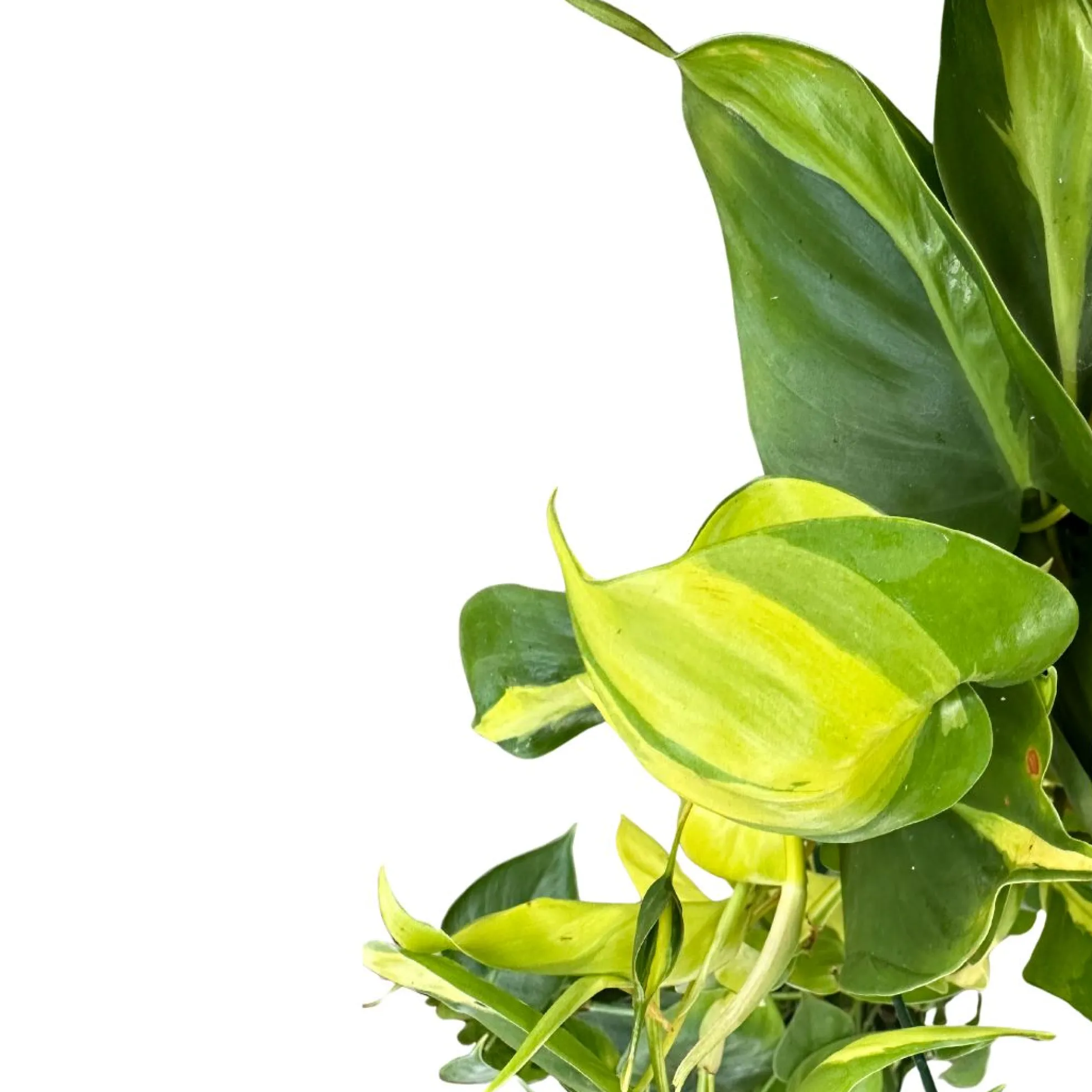 Philodendron Brasil Variedad De Philodendron Con Hojas Variegadas En Color Lima