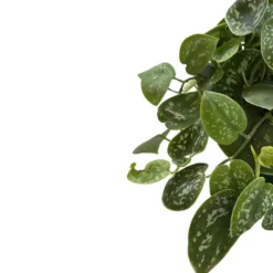 Philodendron Scindapsus Variedad De Philodendron Con Hojas Plateadas (scindapsus Pictus)