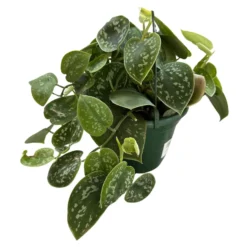 Philodendron Scindapsus Variedad De Philodendron Con Hojas Plateadas (scindapsus Pictus)