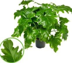 Philodendron Selloum M34 100cm