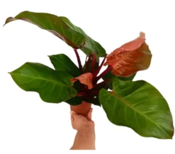 Philodendron Sunlight Red M12 25cm
