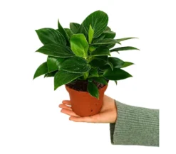 Philodendron White Birkin M12 25cm