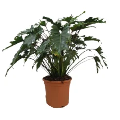 Philodendron Xanadu M30 40-50cm