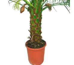 Phoenix Roebelenii M25 110cm