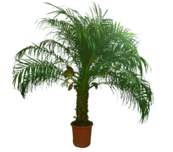 Phoenix Roebelenii M25 110cm