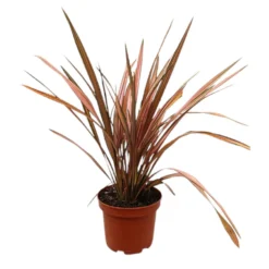 Phormium Pink Panther M20 40cm