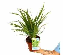 Phormium Tenax M17 30cm