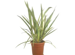 Phormium Tenax Variegata M25 70cm