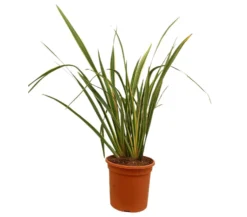 Phormium Tenax Variegata M24 100cm