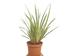 Phormium Tenax Variegata M22 50cm
