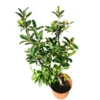 Photinia Red Robbin Maceta