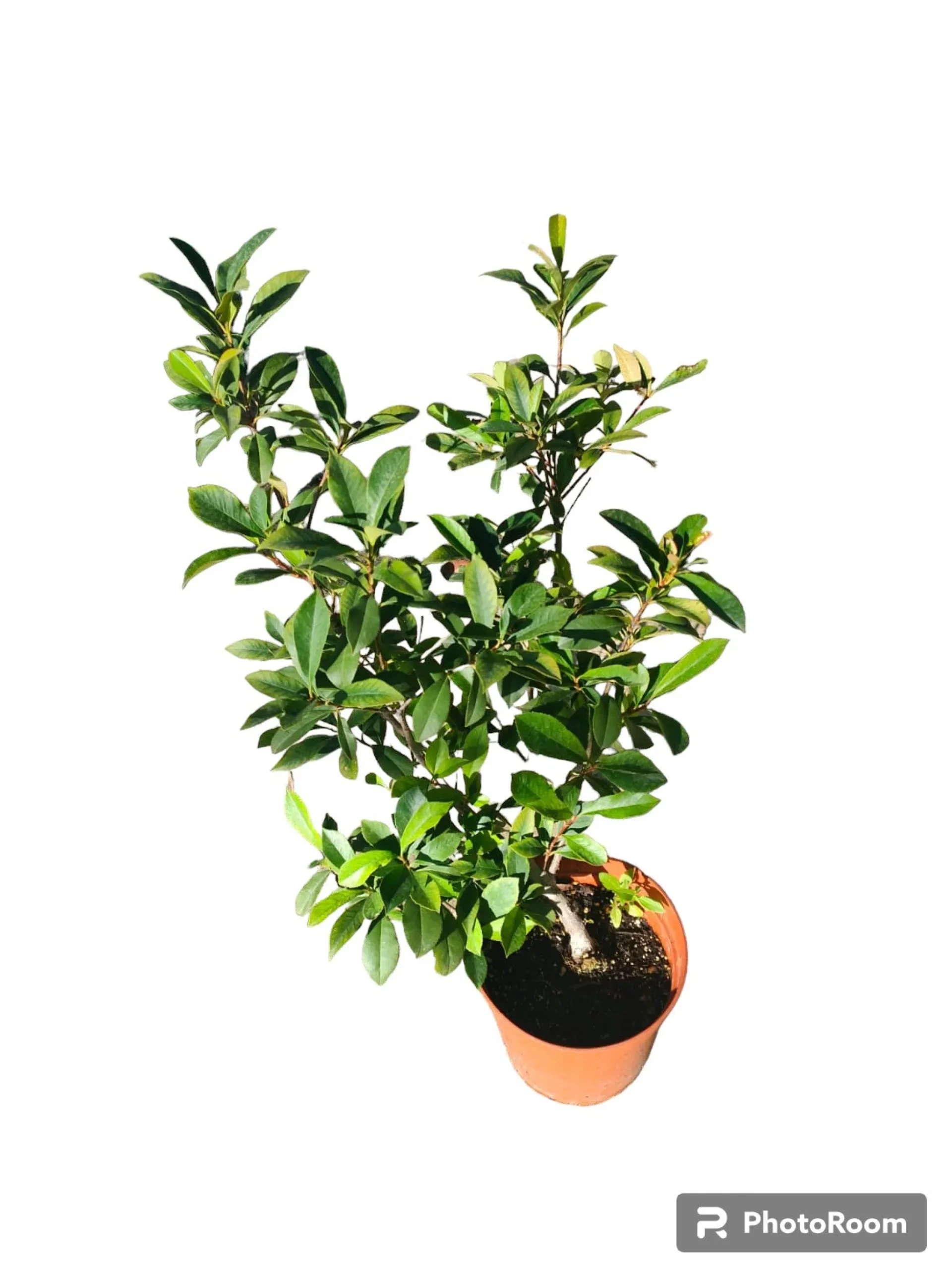 Photinia Red Robbin Maceta