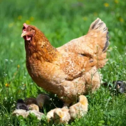 Pienso Gallinas Ponedoras 25 Kg, Premium Con Oregano, Alimento Para Gallinas, Patos, Gansos