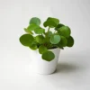 Pilea Peperomioides | Altura 25cm - Maceta 12cm