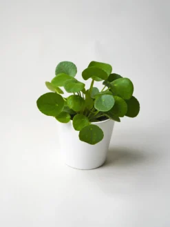 Pilea Peperomioides | Altura 25cm - Maceta 12cm