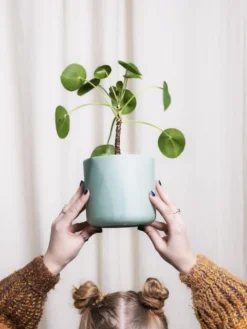 Pilea Peperomioides | Altura 25cm - Maceta 12cm