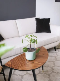 Pilea Peperomioides | Altura 25cm - Maceta 12cm