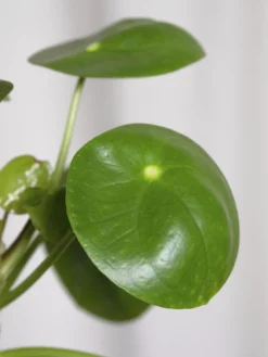 Pilea Peperomioides | Altura 25cm - Maceta 12cm