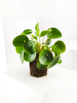 Pilea Peperomioides | Altura 25cm - Maceta 12cm