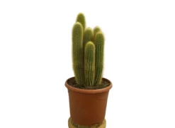 Pilosocereus Chrysosthele M25