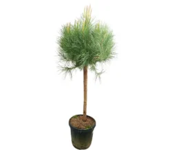 Pinus Pinea Copa M35 150-170cm