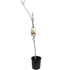 Pistacho Hembra Sirora 10l 150cm