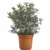 Pistacia Lentiscus M24 (entina O Mata Charneca)