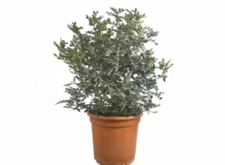 Pistacia Lentiscus M24 (entina O Mata Charneca)