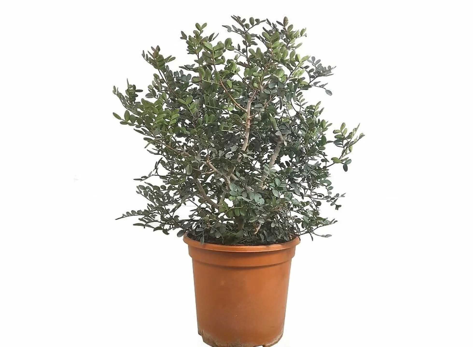 Pistacia Lentiscus M24 (entina O Mata Charneca)