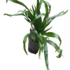 Planta Acuatica Microsorium Narrow Para Acuario Y Terrario Ø5