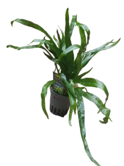 Planta Acuatica Microsorium Narrow Para Acuario Y Terrario Ø5