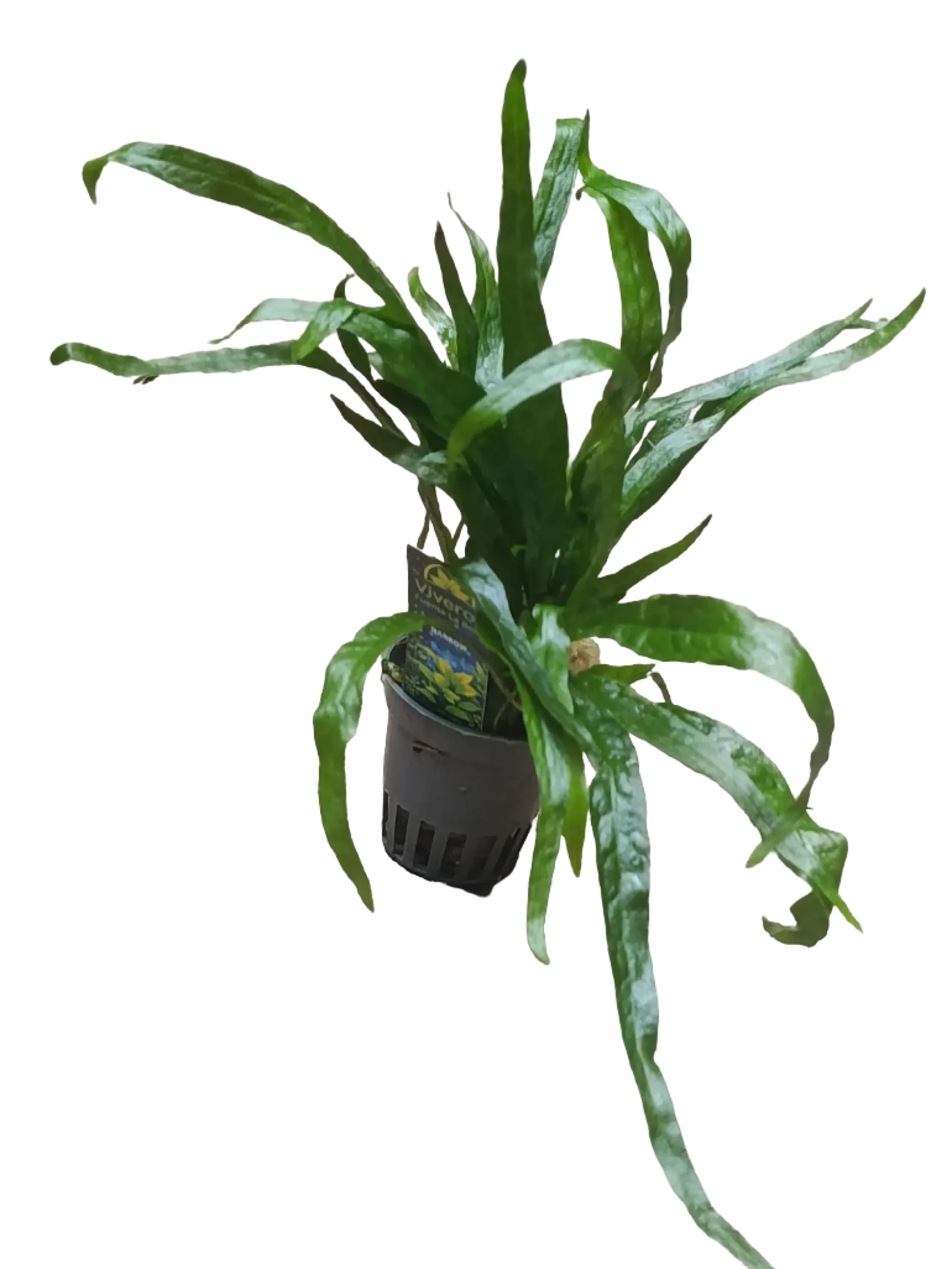 Planta Acuatica Microsorium Narrow Para Acuario Y Terrario Ø5