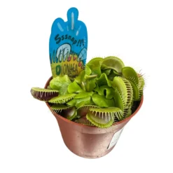 Planta Carnívora Dionaea